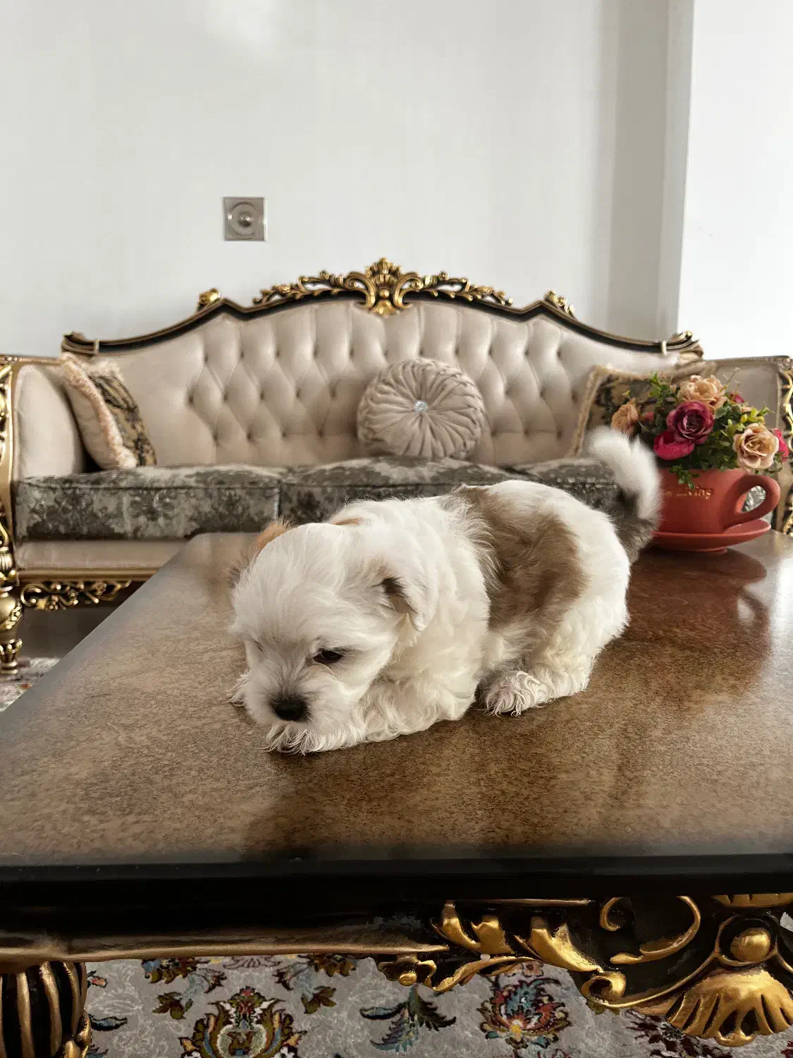 فروش توله‌سگ فقط به افراد مسئول و عاشق حیوانات|سگ|مشگین شهر, |دیوار