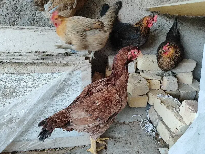 مرغ لاری اصیل|حیوانات مزرعه|قم, ولیعصر|دیوار