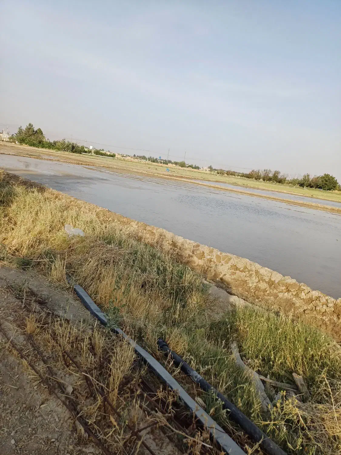 اجاره زمین کشاورزی|اجارهٔ دفتر صنعتی، کشاورزی، تجاری|مرودشت, رامجرد یک|دیوار