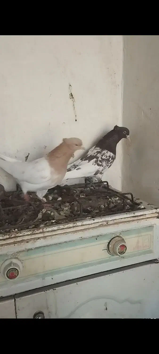 زاغ دم سفید|پرنده|فریمان, |دیوار