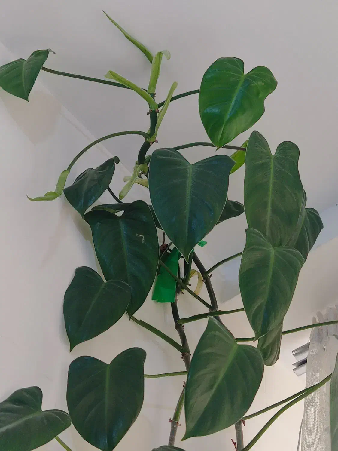 گل فیلو دندرون|گل و گیاه طبیعی|آبیک, |دیوار