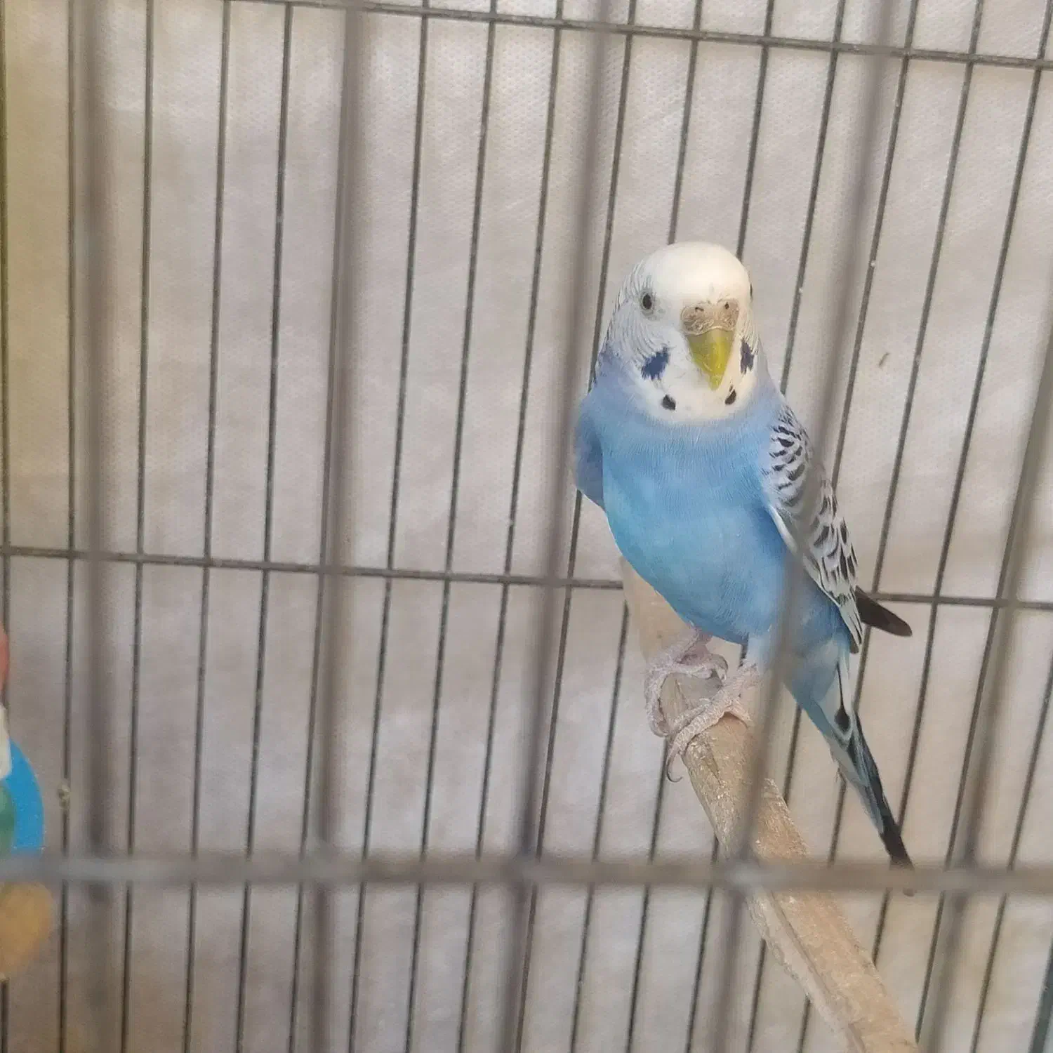 مرغ عشق|پرنده|قزوین, |دیوار