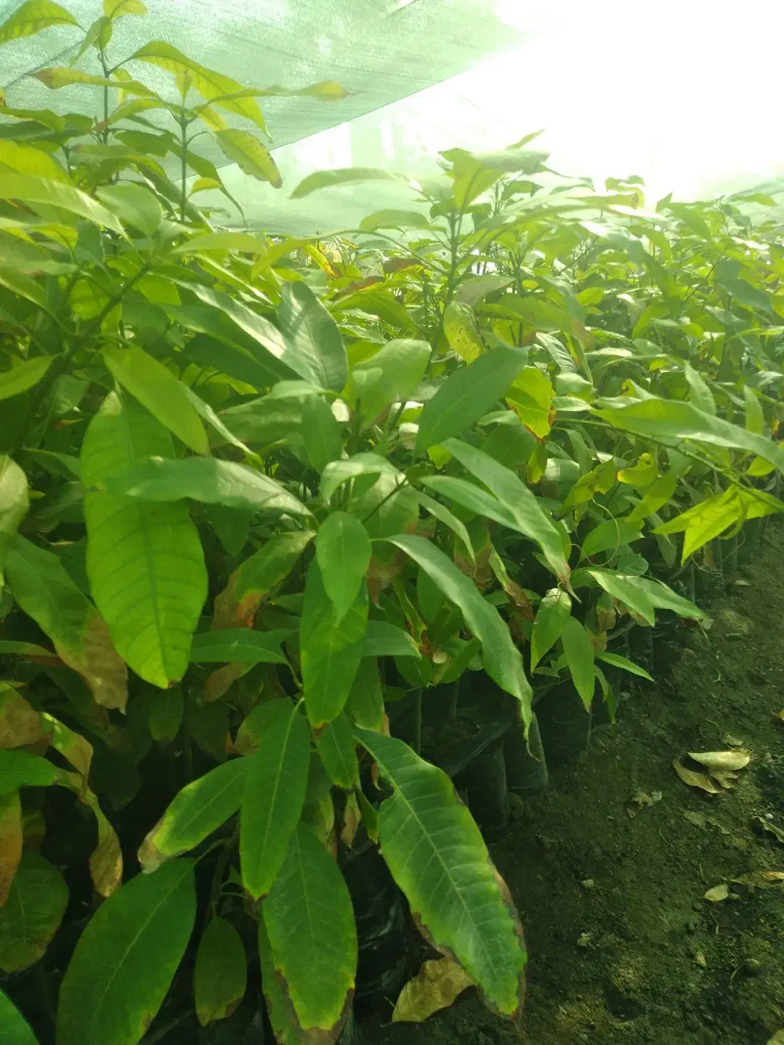 نهال انبه پاکستانی بذری عمده رودان|گل و گیاه طبیعی|رودان, |دیوار