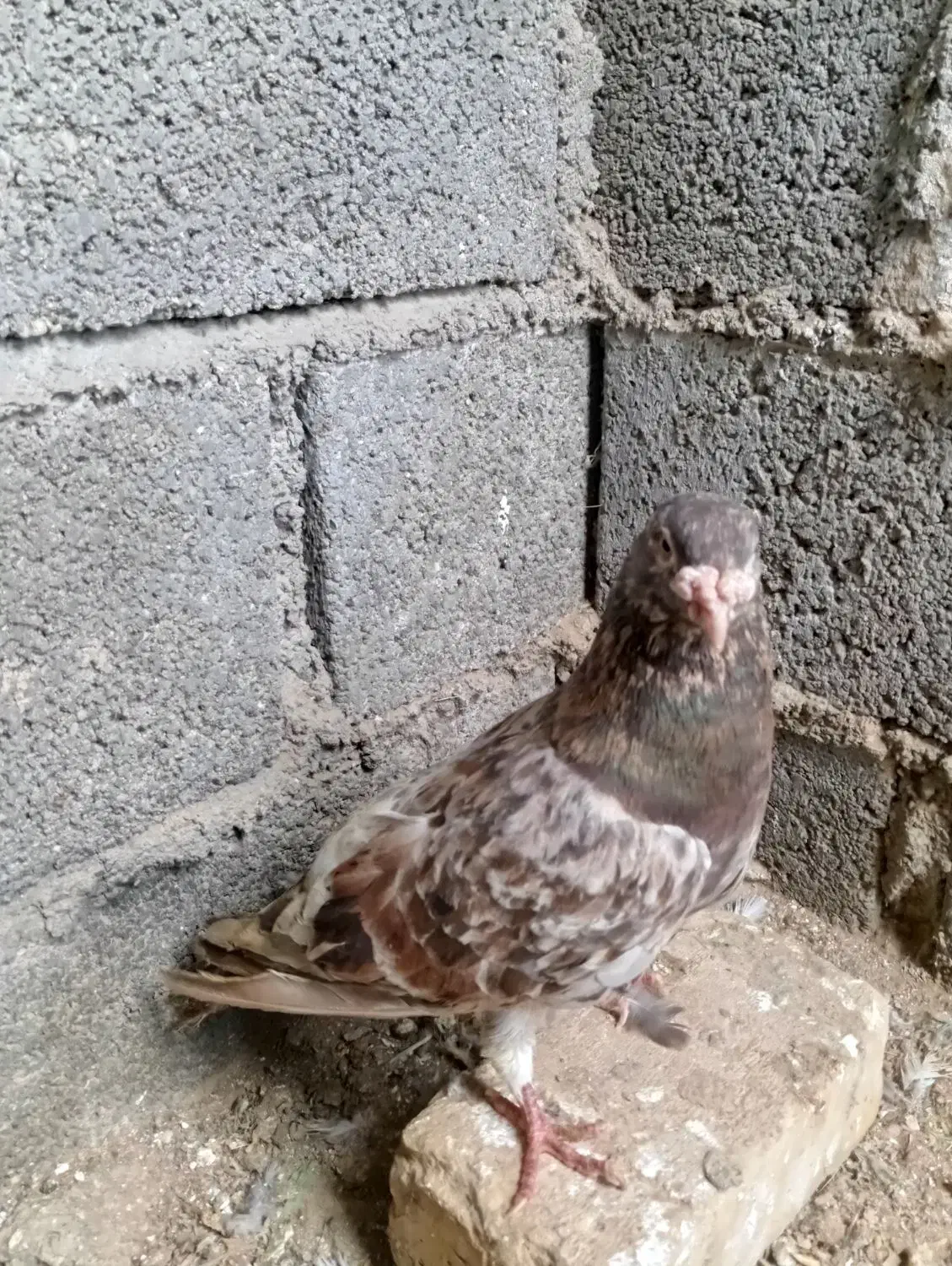 کبوتر|پرنده|لامرد, |دیوار