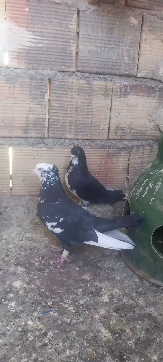 ۴تانرمست گرفتنی|پرنده|محمدیه-قزوین, |دیوار