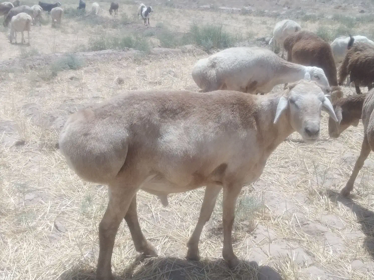 قوچ|حیوانات مزرعه|زیرکوه, |دیوار