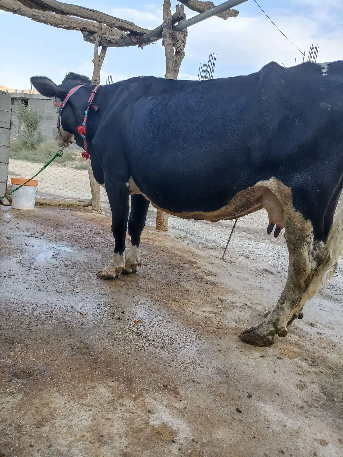 گاو سمینتال درجه یک گوشتی و شیری|حیوانات مزرعه|لردگان, |دیوار