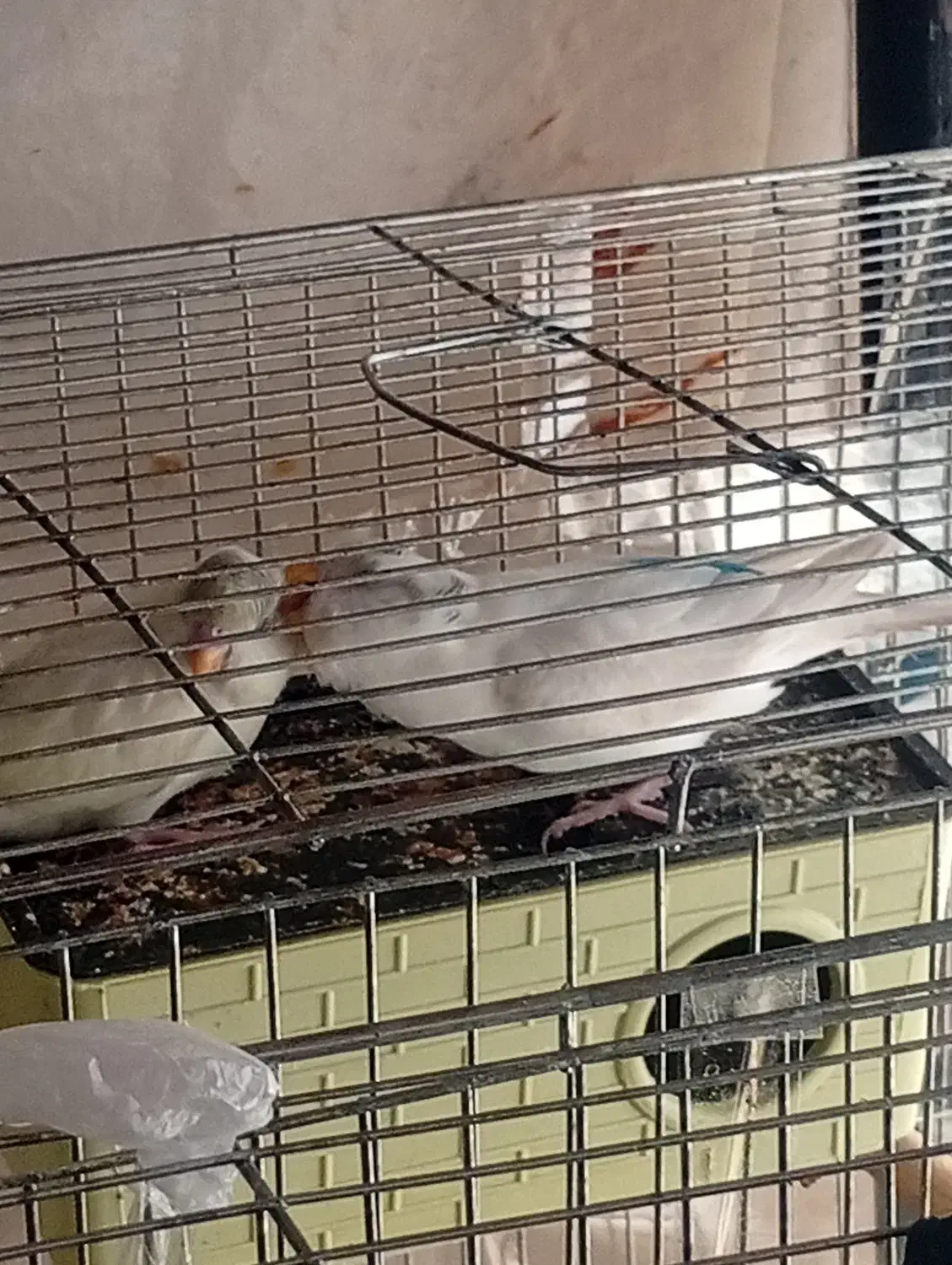 مرغ عشق معاوضه با عروس هلندی|پرنده|اسفراین, |دیوار