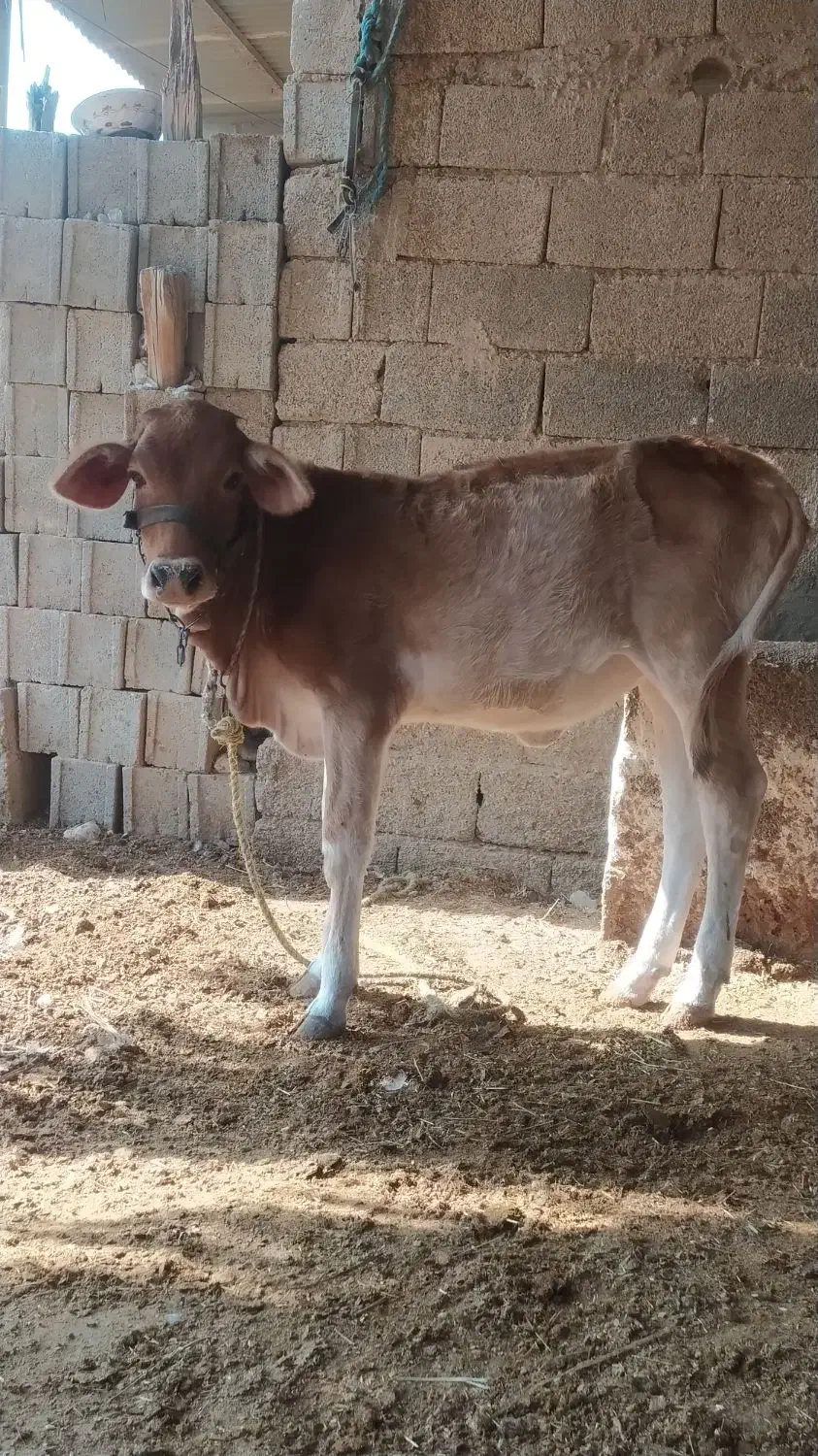 شنگل پاکستانی|حیوانات مزرعه|آبپخش, |دیوار