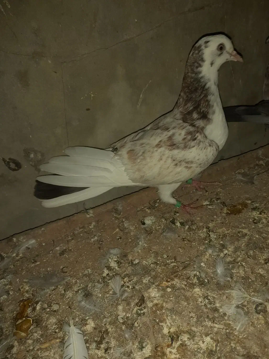 کبوتر پرشی|پرنده|آق قلا, |دیوار