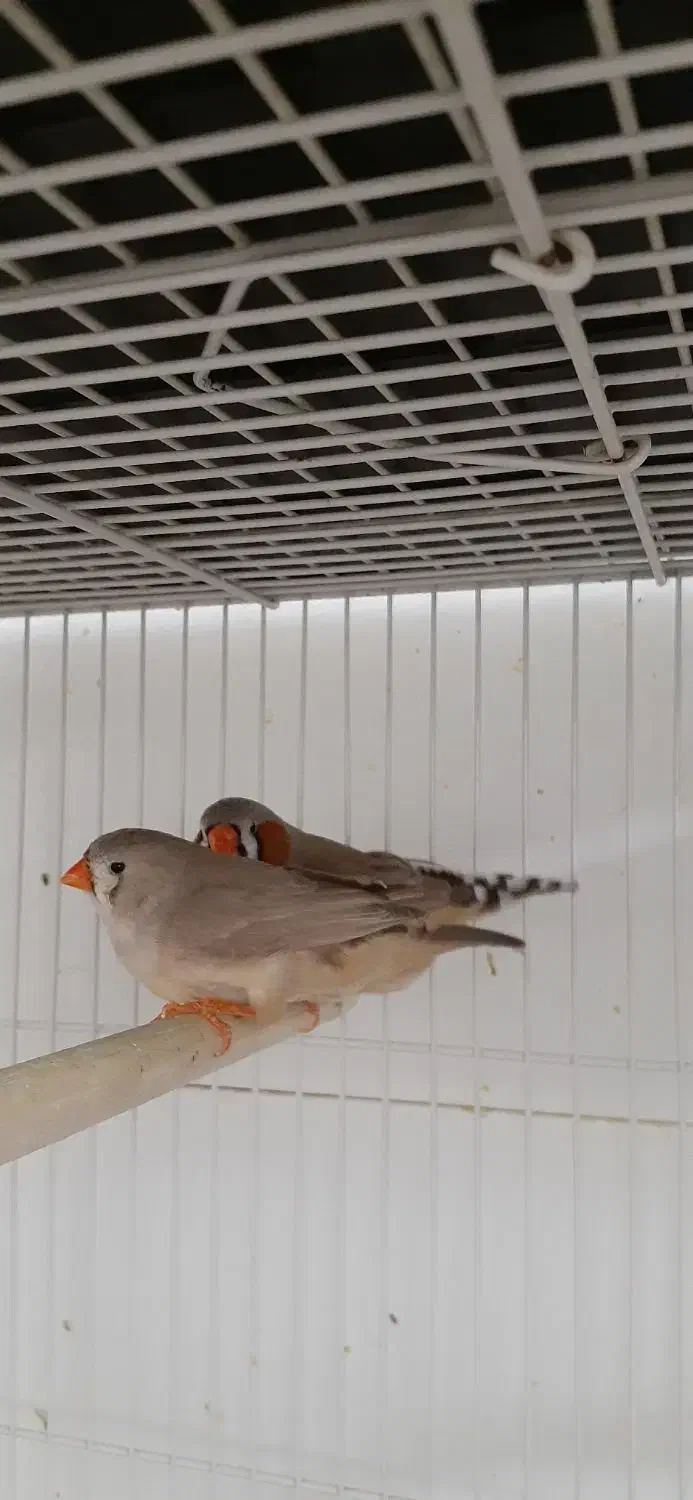 فنچ گلدین جفت با جوجه و کینگ|پرنده|مشهد, نیروی هوایی|دیوار