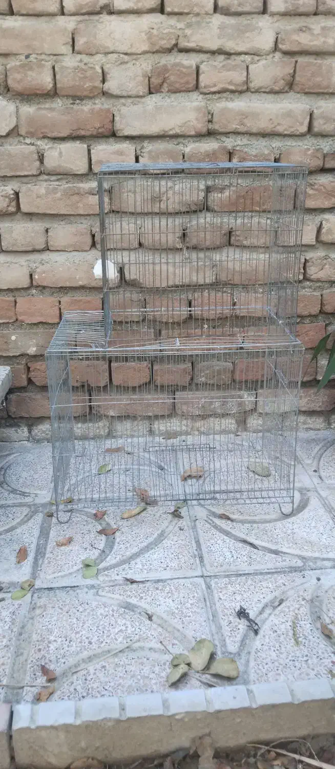 قفس کاسکو قفس پرنده|لوازم جانبی حیوانات|ارومیه, |دیوار