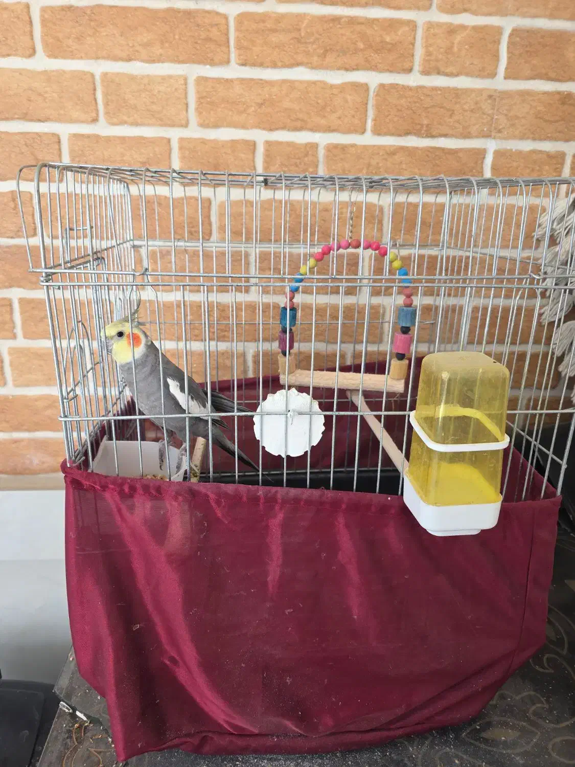 عروس هلندی|پرنده|مینودشت, |دیوار