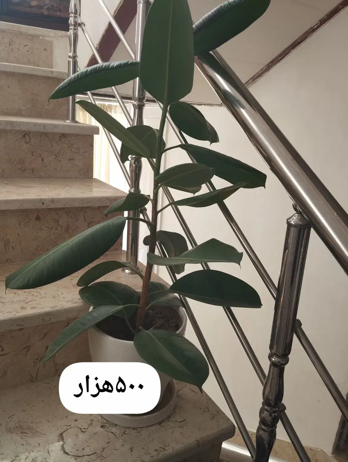 گل فروشی|گل و گیاه طبیعی|سرپل ذهاب, |دیوار