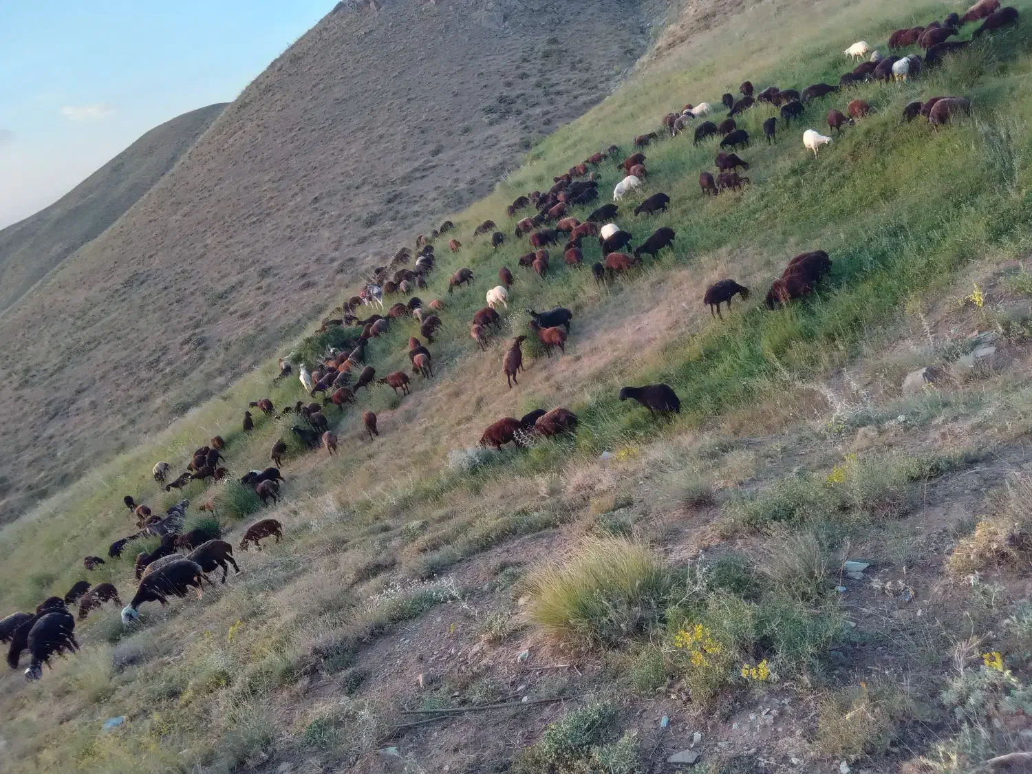 ۱۰۰ راس بره نر|حیوانات مزرعه|تکاب, |دیوار