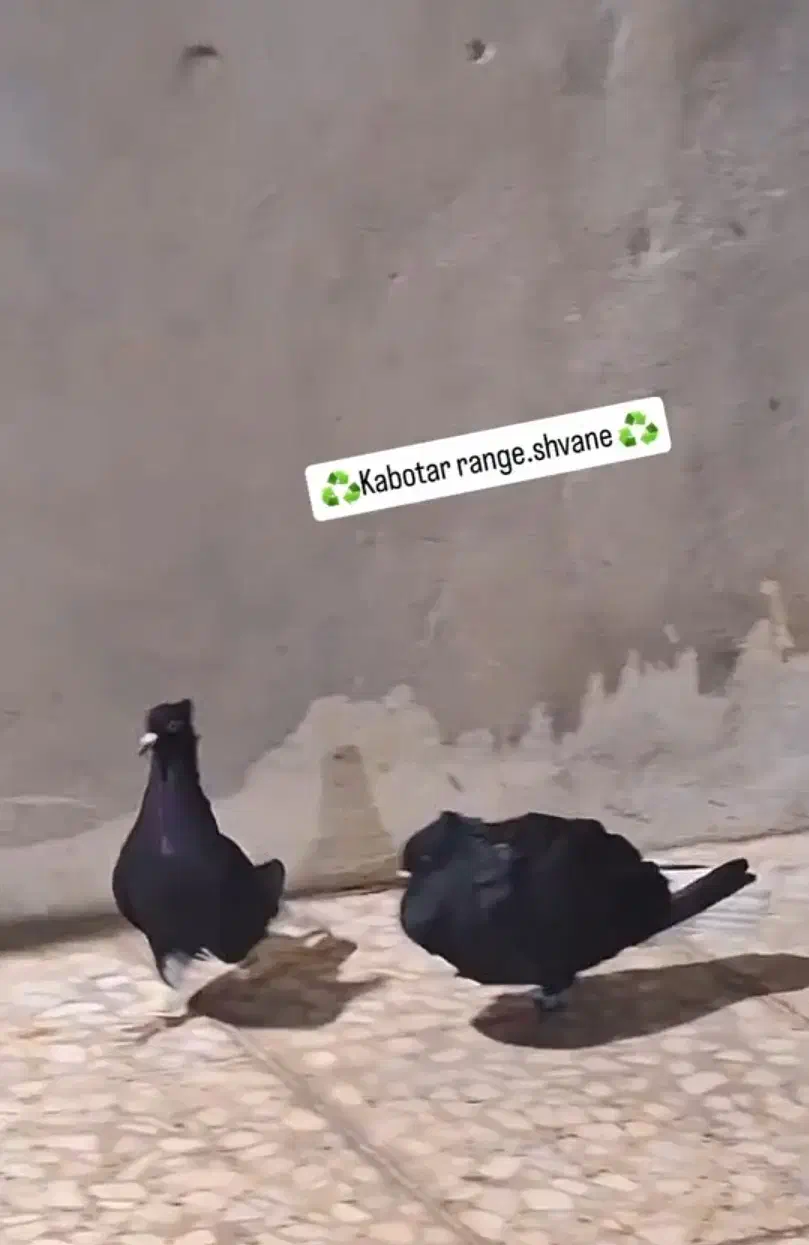 کبوتر سیاه دم سفید|پرنده|دوگنبدان, |دیوار