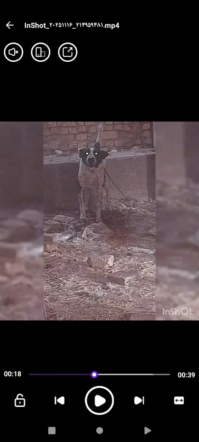 سگ نگهبان و گله ای|سگ|قنوات, |دیوار