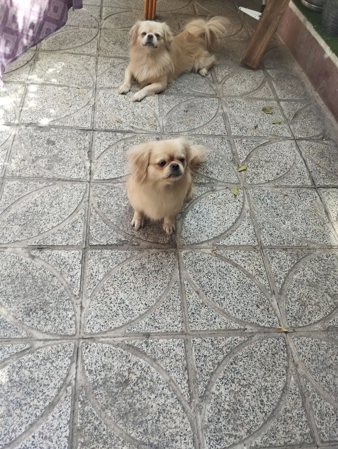 واگذاری پیکینیز امپریال نر ماده|سگ|تهران, هاشمی|دیوار