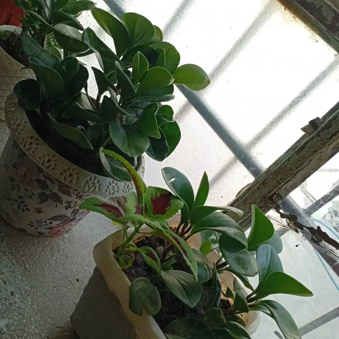 گل های طبیعی زییا|گل و گیاه طبیعی|یاسوج, |دیوار