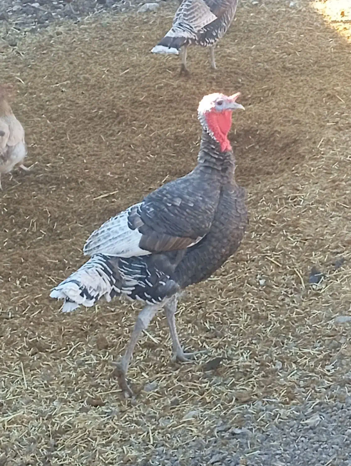 سلام یه جفت بوقلمون جوان وسرحال|حیوانات مزرعه|ایذه, |دیوار