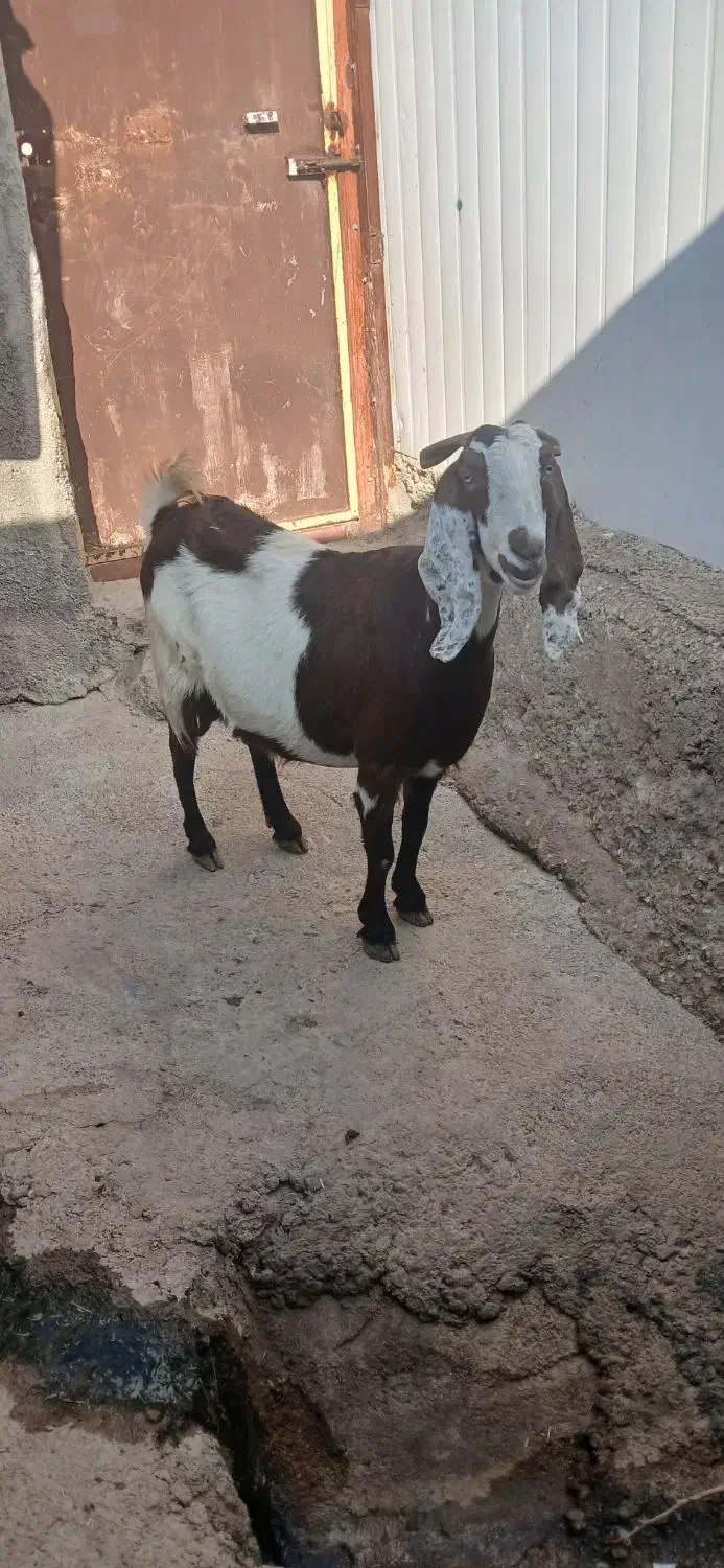 فروش دو عدد بز شام ابستن|حیوانات مزرعه|سرپل ذهاب, |دیوار