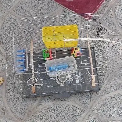 عروس هلندی|پرنده|کوهدشت, |دیوار