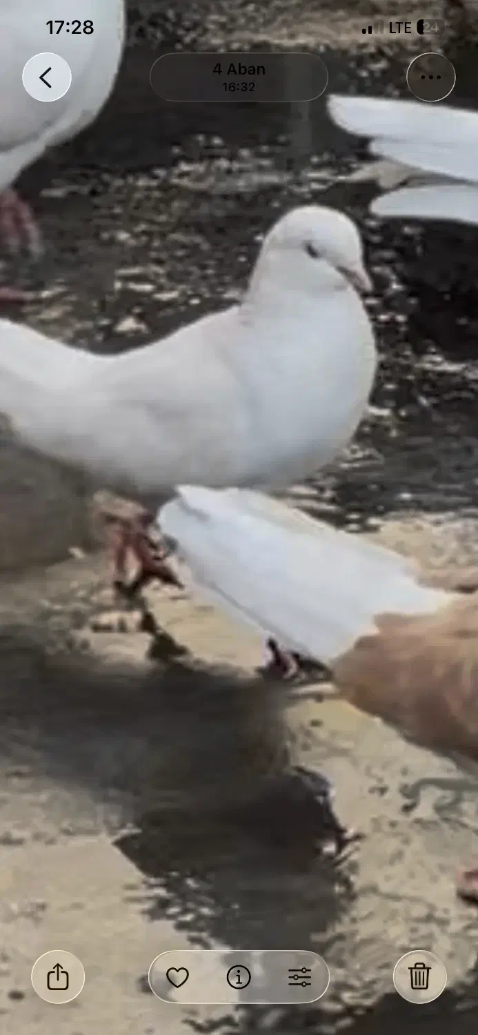 کفتر سفید ماده کمشده|حیوانات|تهران, آهنگ|دیوار