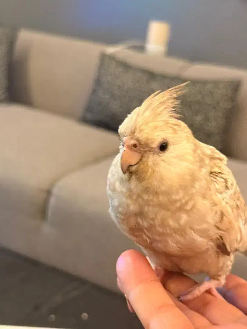 عروس هلندی گمشده|حیوانات|بندرعباس, |دیوار