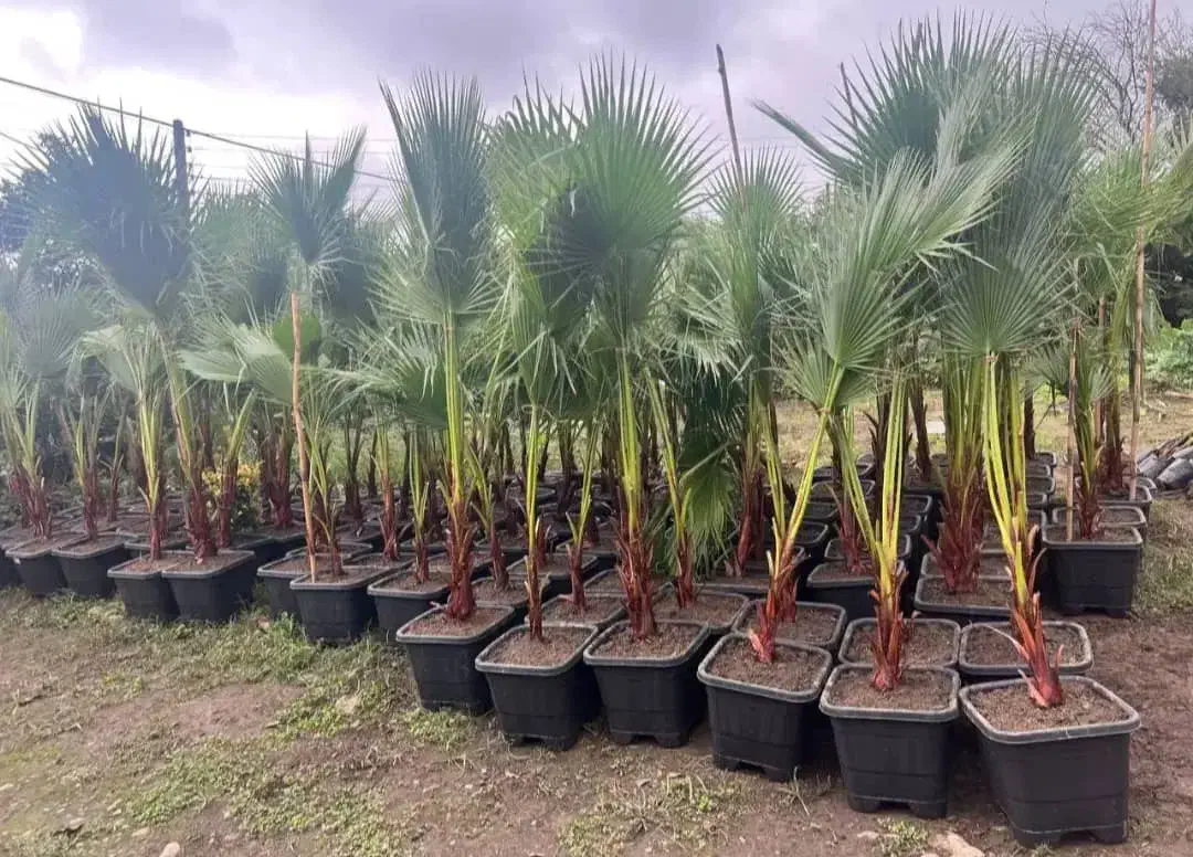 حراج واشنگتن ۲۰ درصد تخفیف .۵۹ تومن|گل و گیاه طبیعی|اصفهان, اصفهانک|دیوار