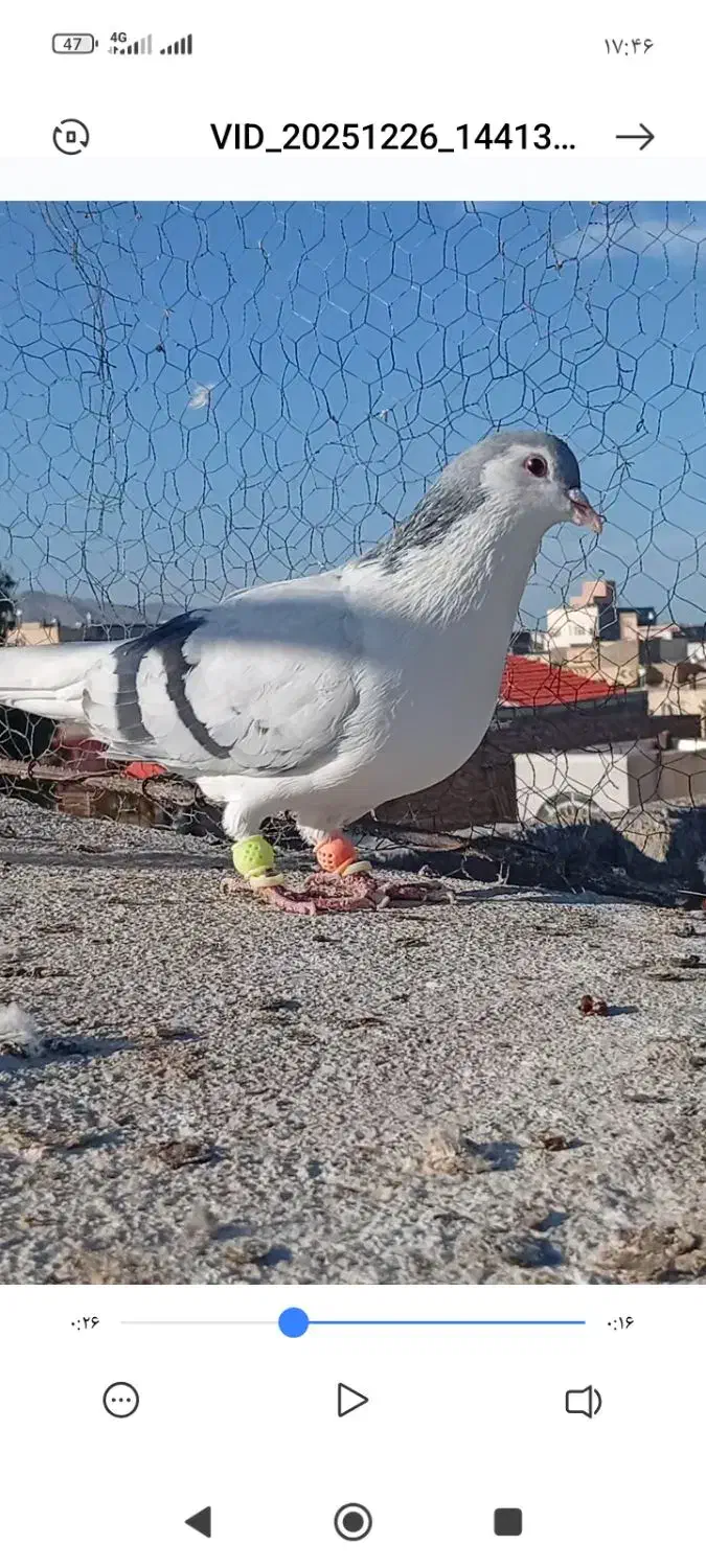 ساده|پرنده|زاهدان, |دیوار