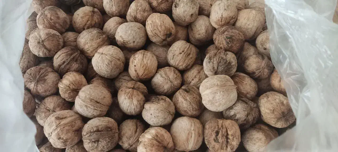 فروش گردو|خوردنی و آشامیدنی|داراب, |دیوار