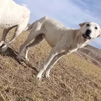 واگزاری سگ نر سرابی 7ماهه|سگ|مهربان, |دیوار