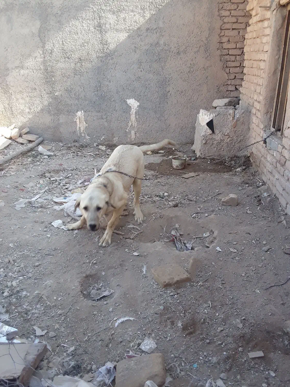 سگ پژدر|سگ|کرمانشاه, |دیوار