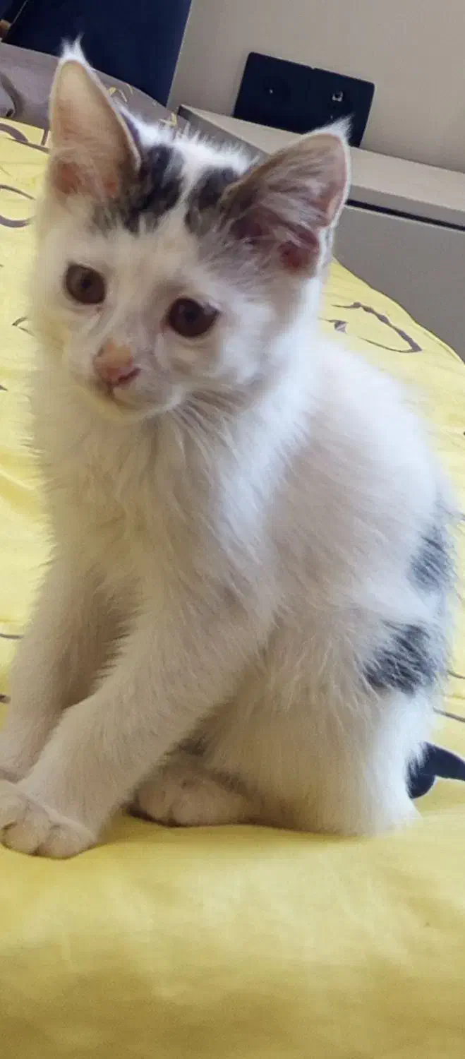 گربه گمشده|گربه|رودهن, |دیوار