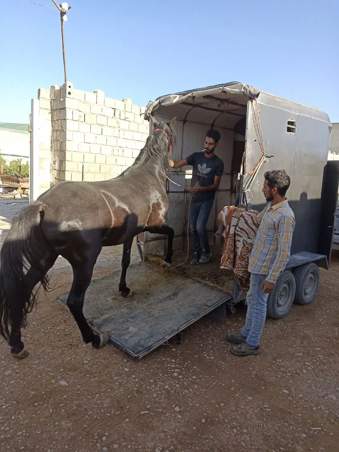 فروش اسبکش اسب کش|اسب و تجهیزات اسب‌سواری|گلپایگان, |دیوار