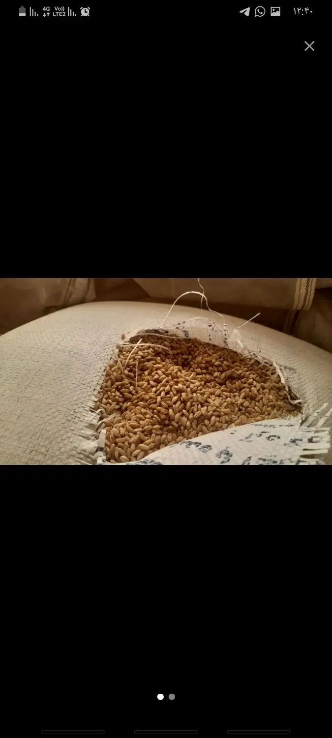 گندم|خدمات باغبانی و درختکاری|بندر گناوه, |دیوار