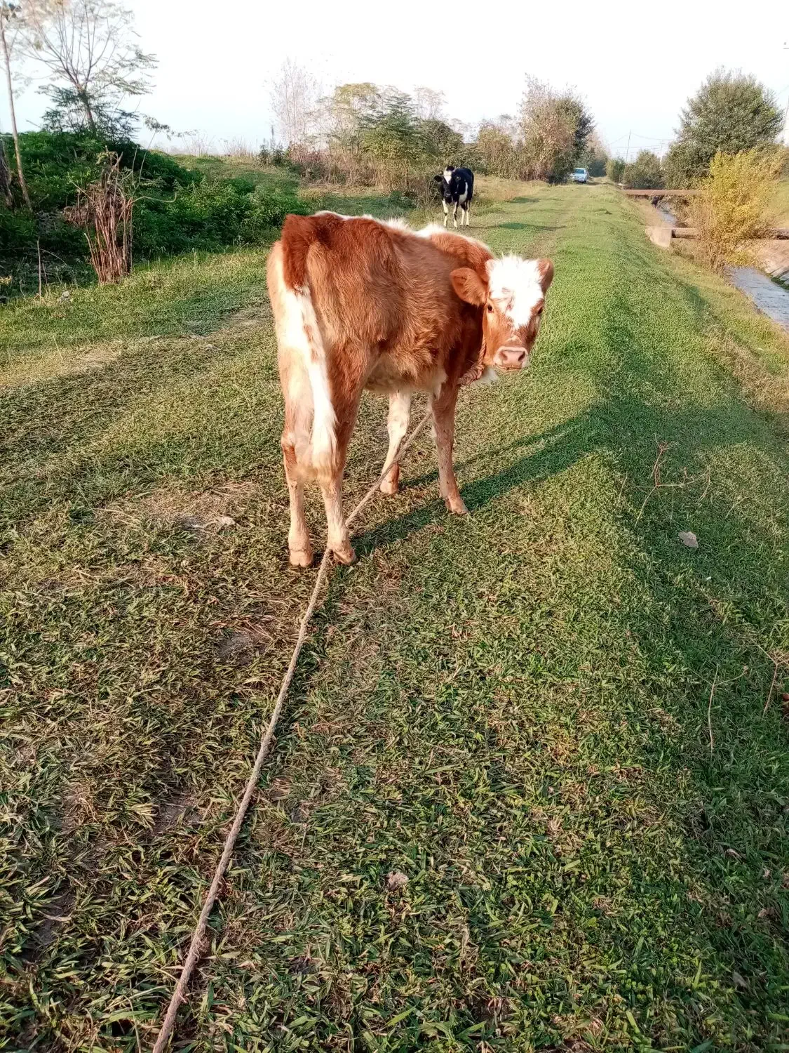 گاو لیشه|حیوانات مزرعه|صومعهسرا, |دیوار