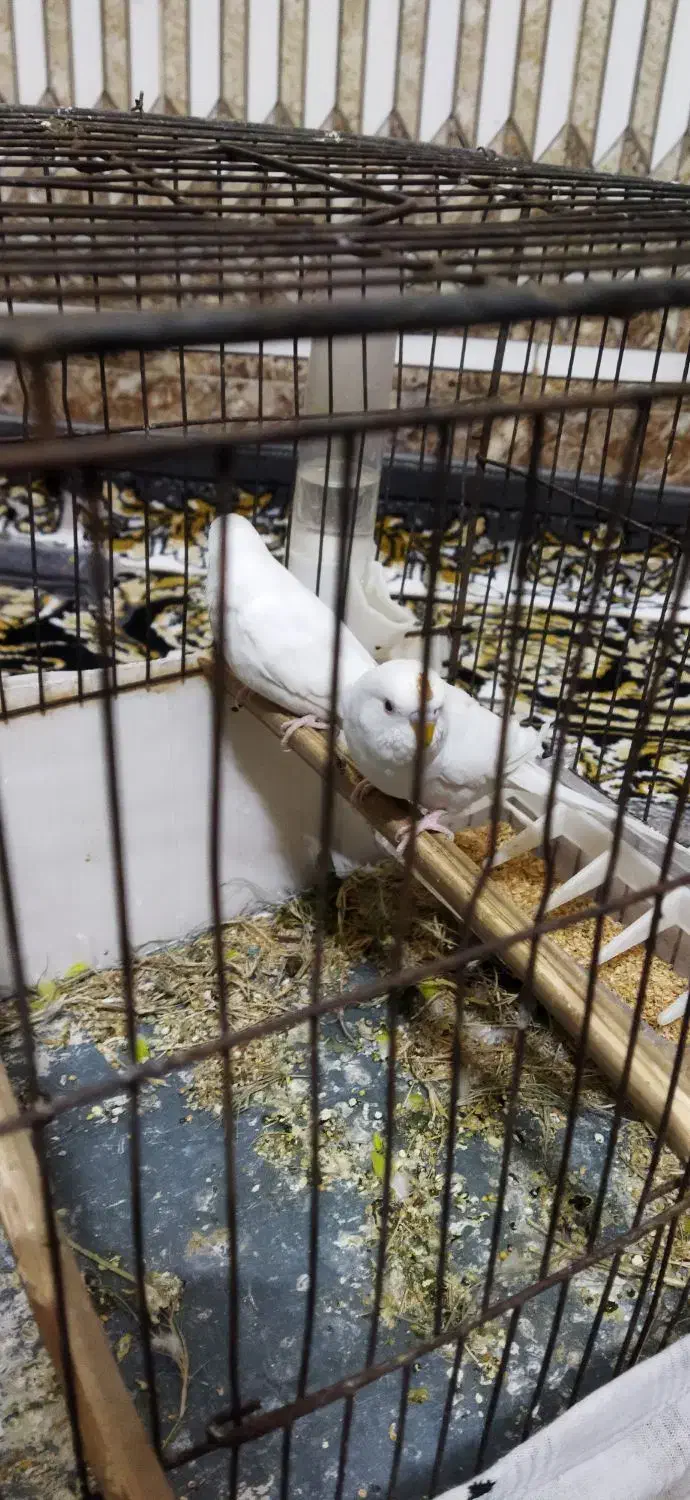 مرغ عشق هلندی سفید|پرنده|باوی, |دیوار