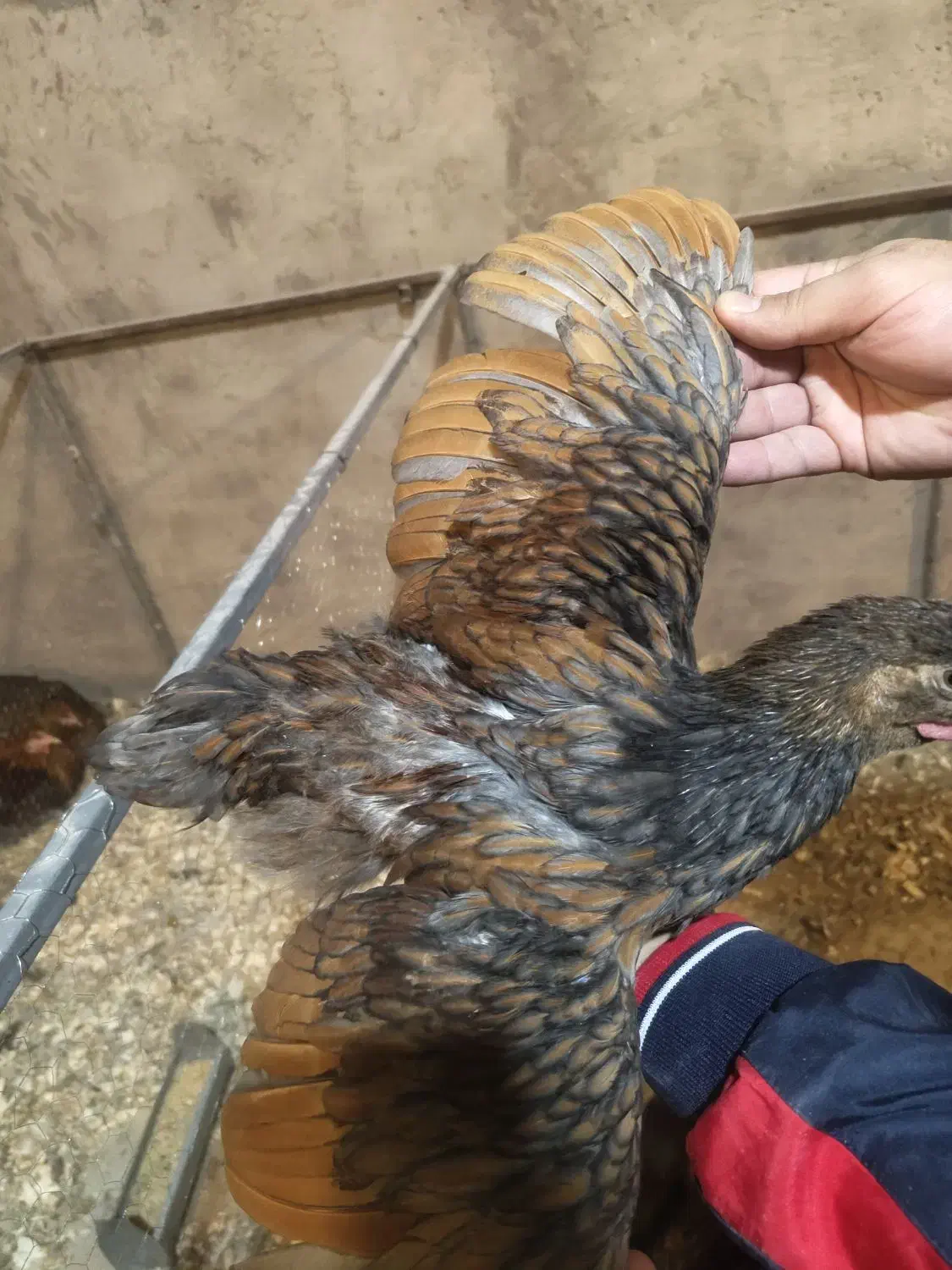 جوجه ، مرغ ، خروس ویاندوت|حیوانات مزرعه|اصفهان, نقش جهان|دیوار