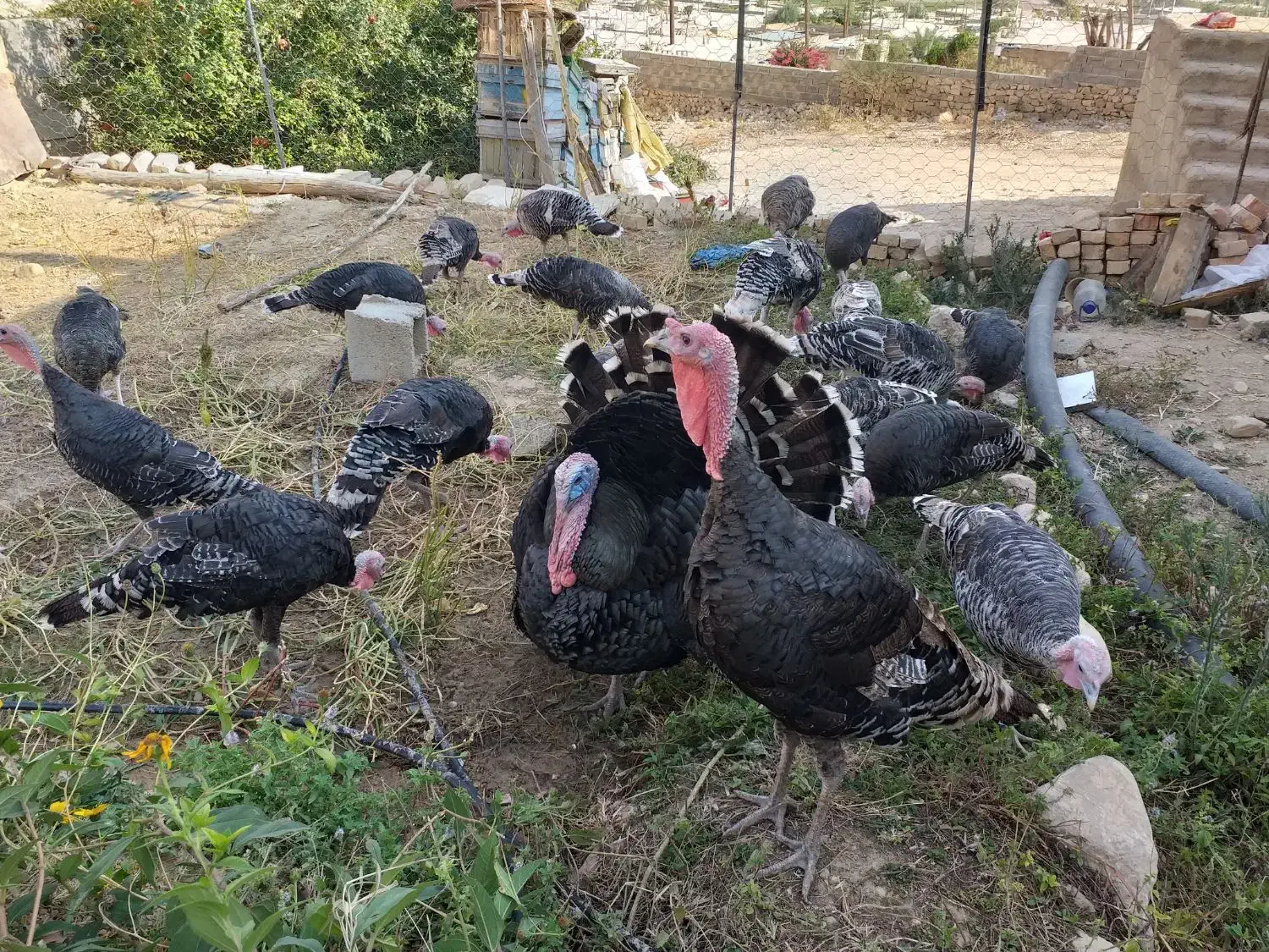 حیوانات مزرعه|حیوانات مزرعه|فیروزآباد (فارس), |دیوار