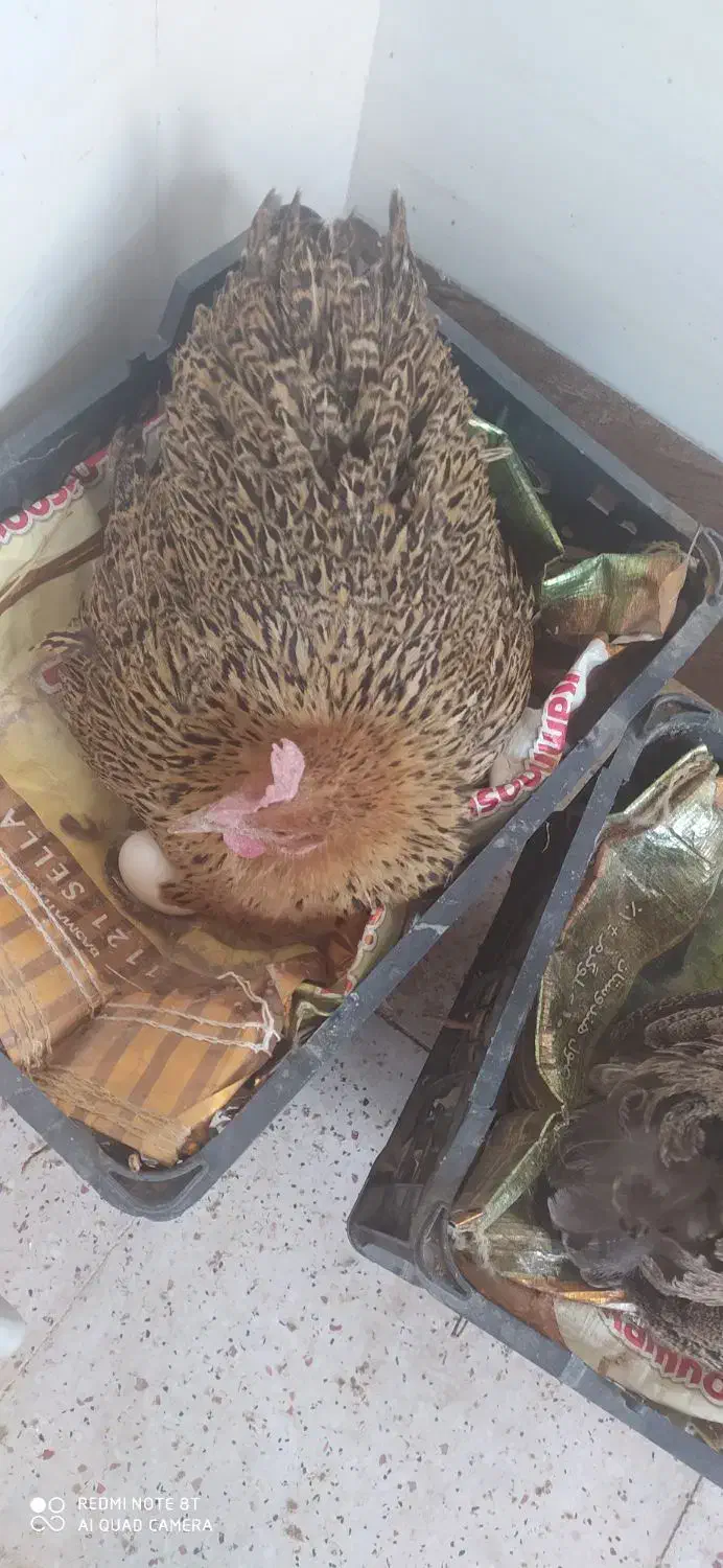 فروش مرغ کرک محلی اصل|حیوانات مزرعه|دوگنبدان, |دیوار