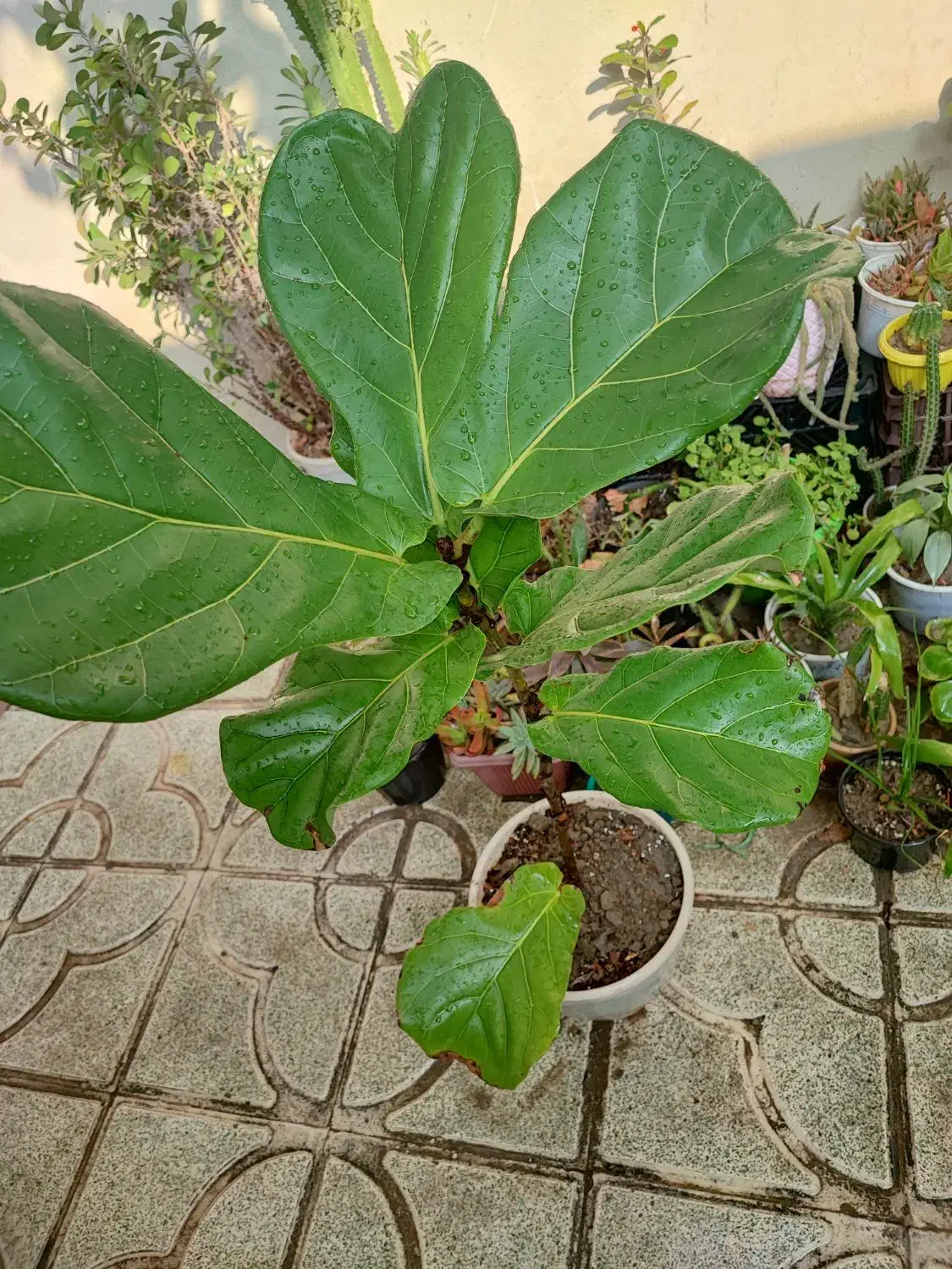 فیکوس لیتارا برگ پهن|گل و گیاه طبیعی|ارومیه, |دیوار