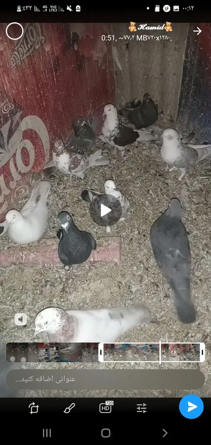 تعدادی کبوتر تهرانی پرشی ..به فروش می‌رود.|پرنده|پاکدشت, پاکدشت (مامازند)|دیوار