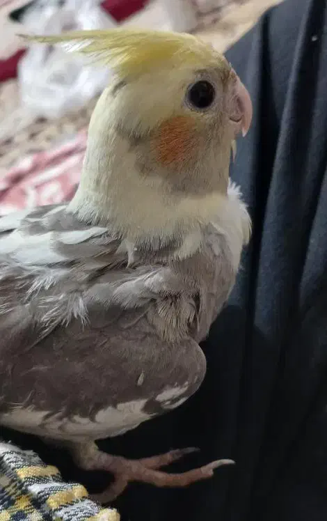 گمشده منصوریه|حیوانات|بهبهان, |دیوار