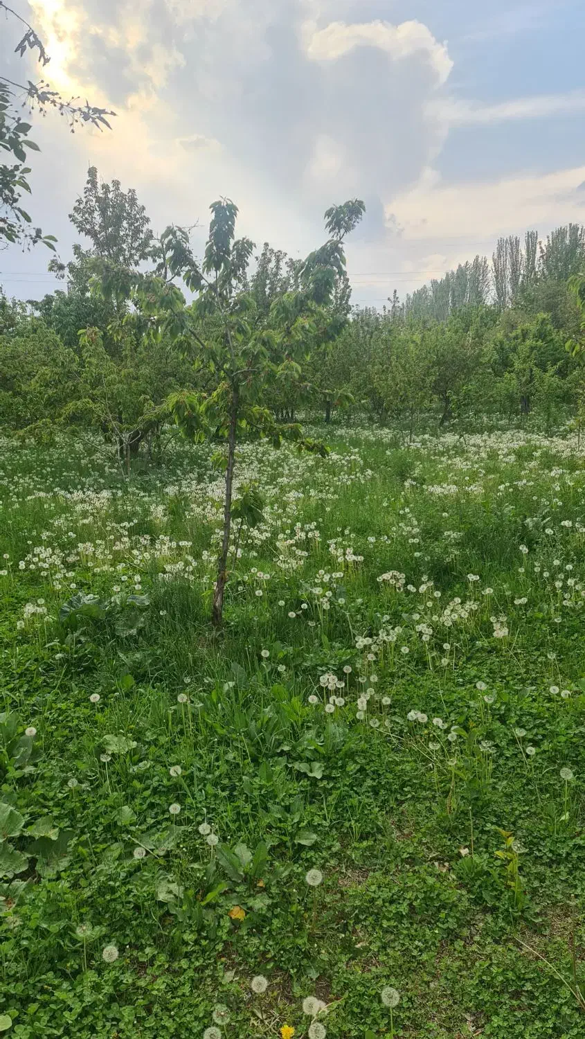 باغ درجاده پسک وزیوه|فروش دفتر صنعتی، کشاورزی، تجاری|فیرورق, |دیوار
