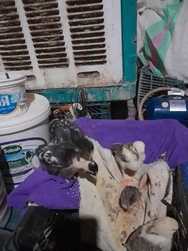 جوجه مرغ محلی|حیوانات مزرعه|خاش, |دیوار