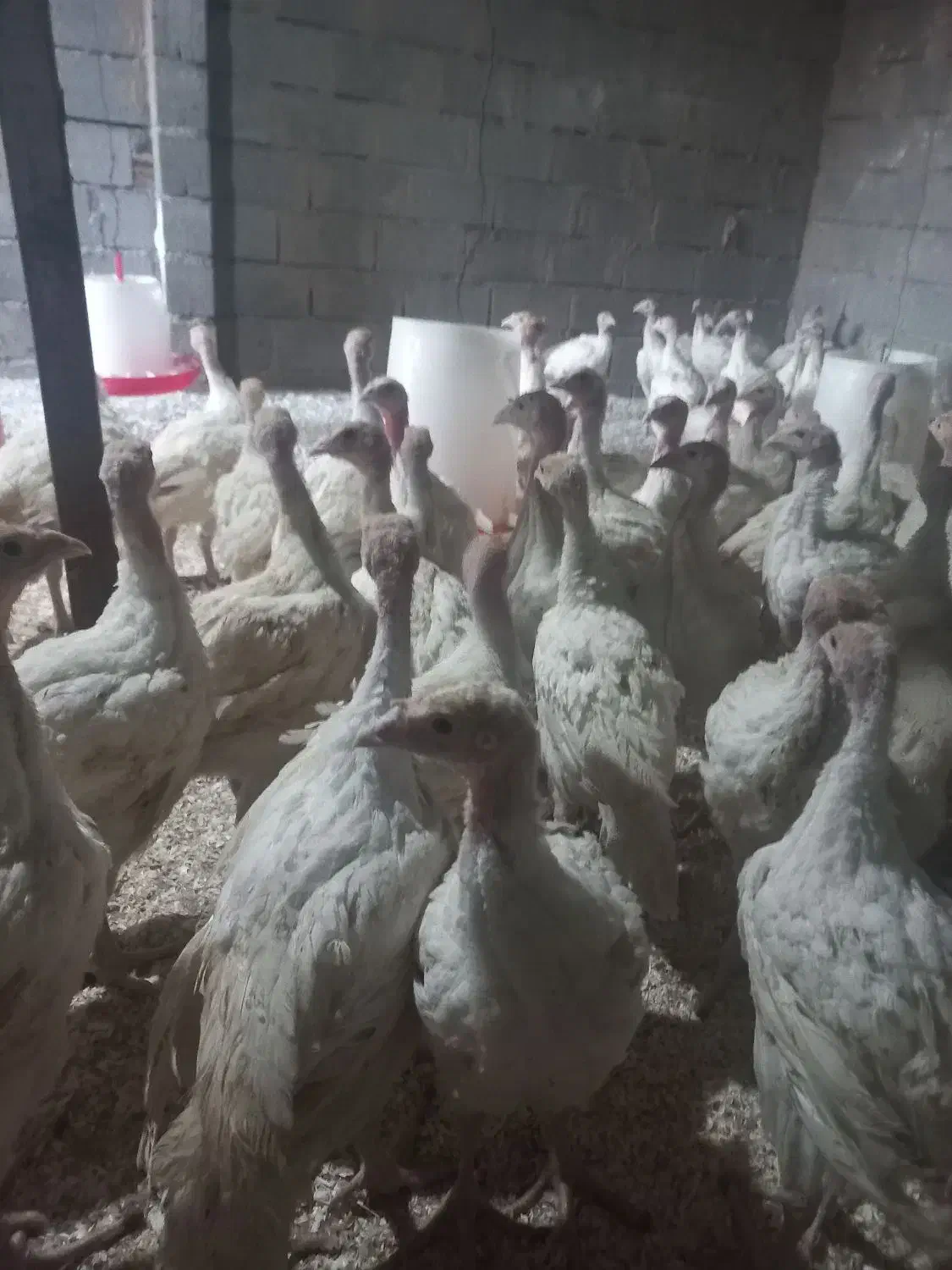 فروش جوجه بوقلمون بیوتی ۴۰روزه وزن ۲ کیلو|حیوانات مزرعه|گلی داغ, |دیوار