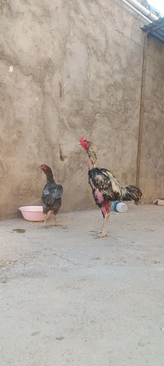 جوجه لاری|حیوانات مزرعه|قیدار, |دیوار