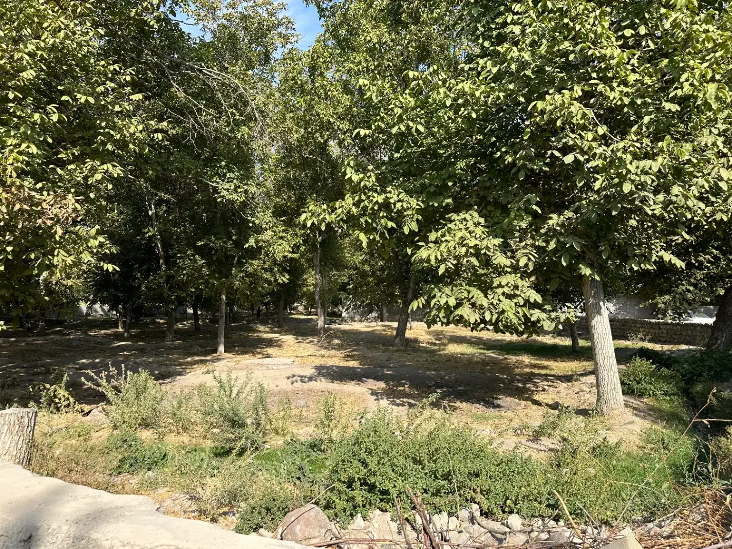 باغ در منطقه خوش آب و هوا باویل|فروش دفتر صنعتی، کشاورزی، تجاری|اسکو, |دیوار