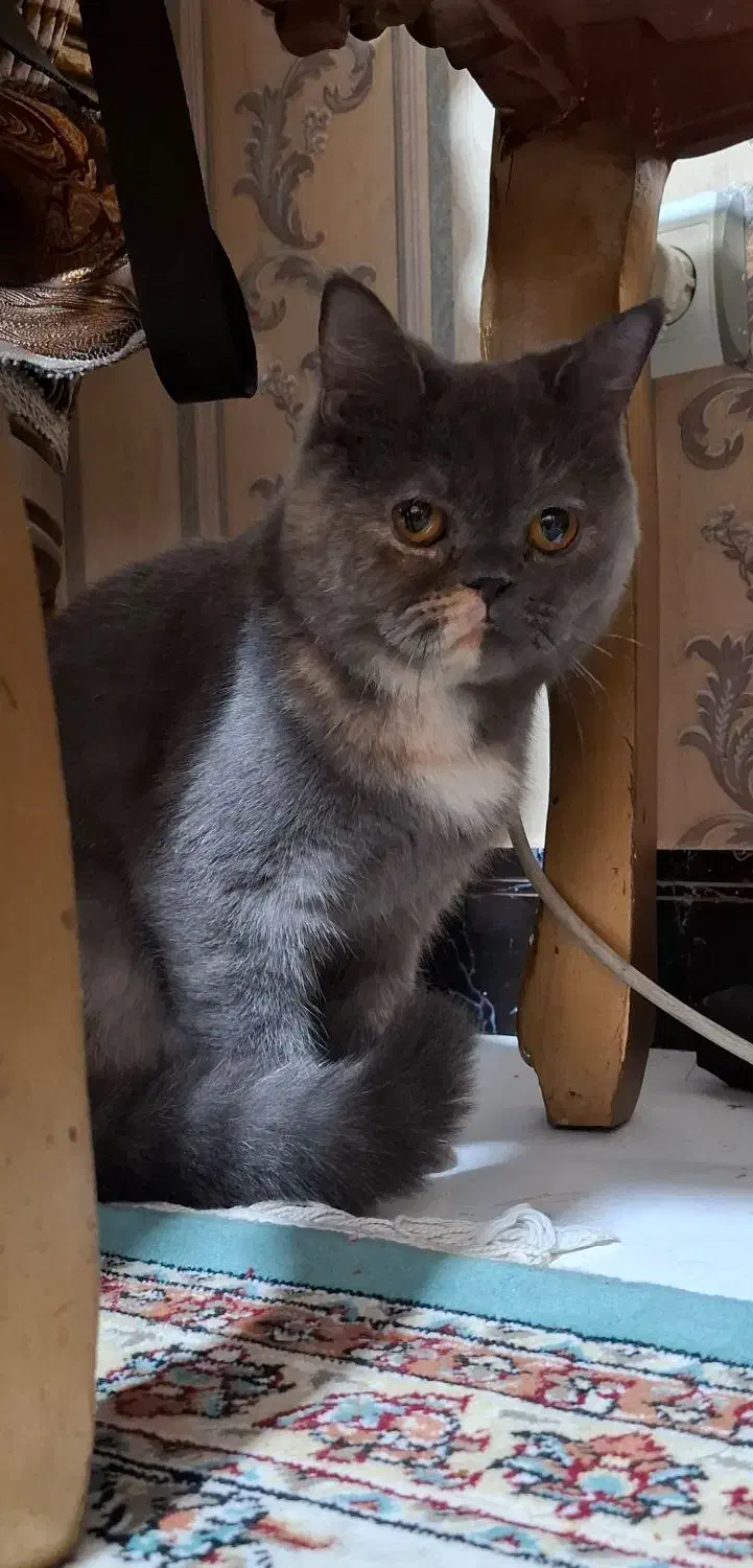 گربه بریتیش ماده|گربه|قرچک, مهدیه|دیوار